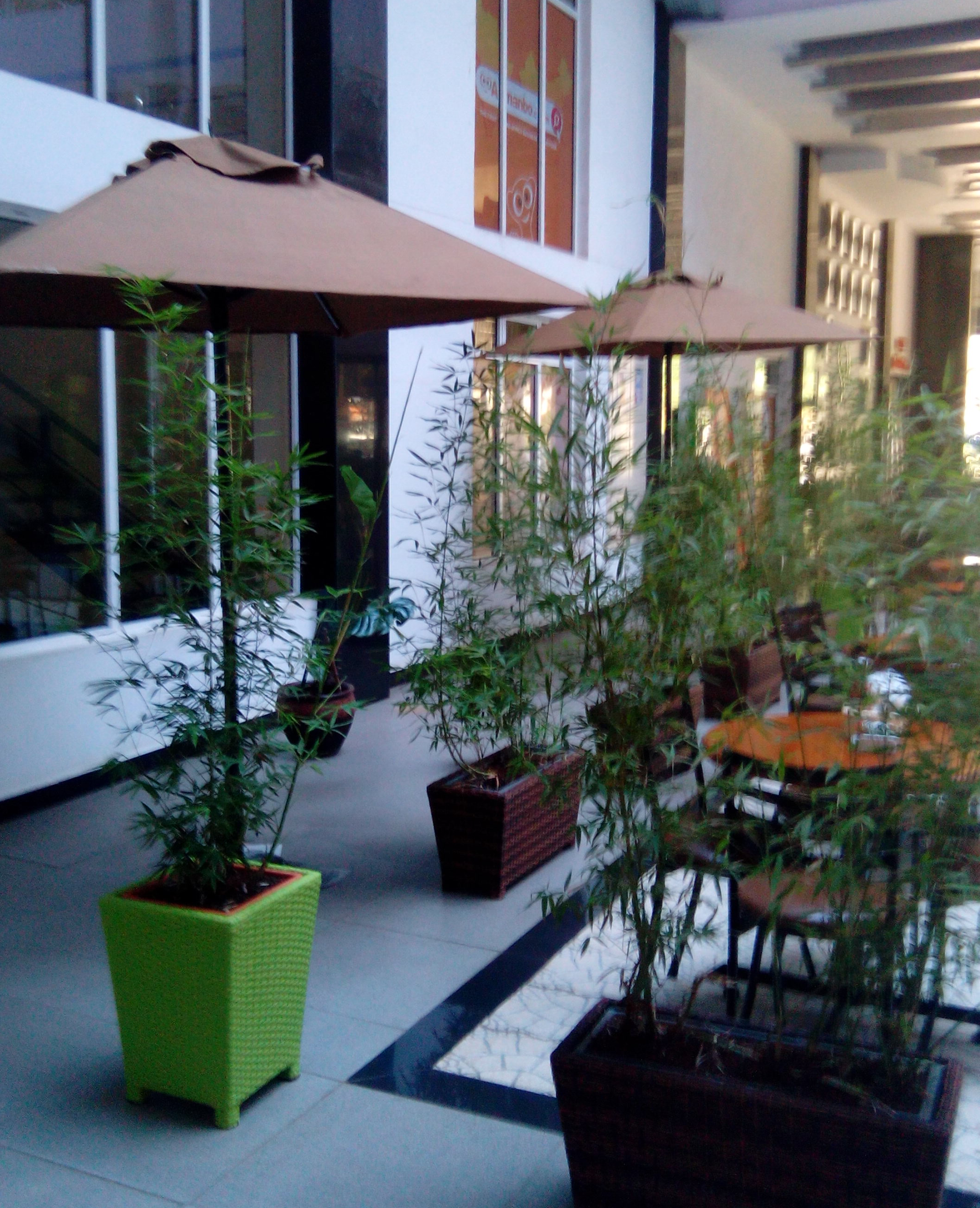 canopy8